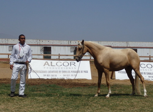 Peruvian Step Horse Show.